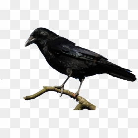 Raven Feather Png, Transparent Png - raven feather png