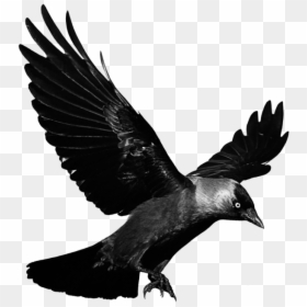 #mq #black #raven #bird #birds - Transparent Background Raven Png, Png Download - raven feather png