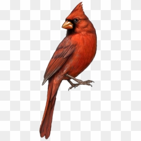 St Louis Cardinals Northern Drawing Clip Art - Transparent Background Cardinal Png, Png Download - st louis cardinals png