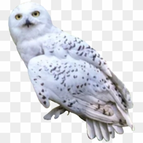 #harrypotter #hedwig #owl - Harry Potter Owl Png, Transparent Png - hedwig png