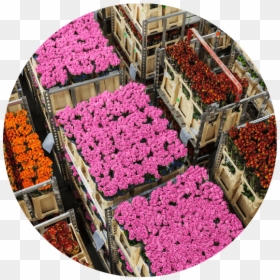 Caisse De Roses Exportation, HD Png Download - flower arrangement png