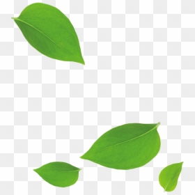Green Leaves Falling Down , Transparent Cartoons - Green Leaf Falling Down, HD Png Download - leaf pile png