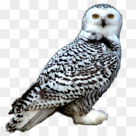 Snow Owl Owl Png, Transparent Png - hedwig png