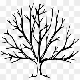 Tree Drawing With Branches Clipart , Png Download - Tree With No Leaves, Transparent Png - tree branches with leaves png