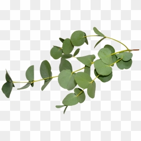 Eucalyptus Leaf, HD Png Download - tree branches with leaves png