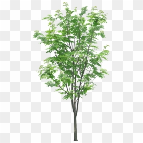 Transparent Tree Branches Png - Tree Branch Texture Png, Png Download - tree branches with leaves png