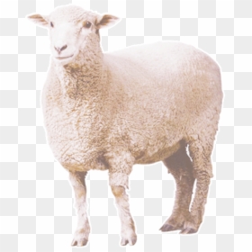 Curly Sheep Png Download - Sheep Png, Transparent Png - eid ul adha png