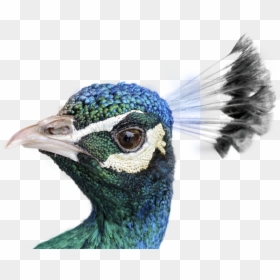 Peacock Png, Transparent Png - peacock png image