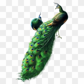 Peacock Background Transparent - Peacock White Background Hd, HD Png Download - peacock png image