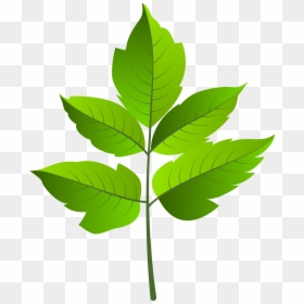 Leaf Green Png Clip Ar, Transparent Png - tree branches with leaves png