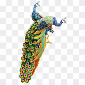 Tubes Oiseaux Feeriques Photoshop, Vtáky, Fantasy, - Peacock Png, Transparent Png - peacock png image