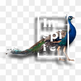 Peafowl, HD Png Download - peacock png image