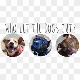 American Pit Bull Terrier, HD Png Download - petsmart png