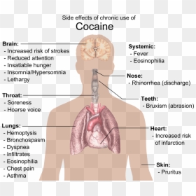 Kidney On Body Diagram, HD Png Download - cocain png