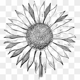 Sunflower, Flower, Line Art, Summer, Floral, Vintage - Line Art Sunflower Vector, HD Png Download - line art flower design png
