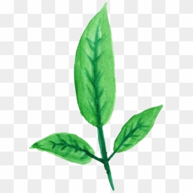 Hoja Watercolor Png, Transparent Png - tree branch with leaves png