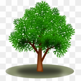 Tree Branch With Leaves Png, Transparent Png - tree branch with leaves png