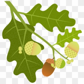 Oak, Acorns, Branch, Leaves, Nature, Tree, Tree Fruit - Foglie Quercia Png, Transparent Png - tree branch with leaves png