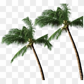 3d Coconut Tree Png Download - Coconut Trees Png Hd, Transparent Png - coconut tree png image