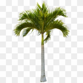 Beautiful Green Coconut Tree Trees Free Hq Image Clipart - Beautiful Trees Png, Transparent Png - coconut tree png image