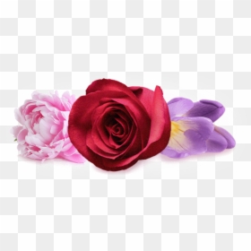 Heart Note - Garden Roses, HD Png Download - love forever png