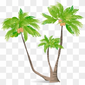 Arecaceae Green Coconut Illustration - Illustration Coconut Tree Png, Transparent Png - coconut tree clipart png