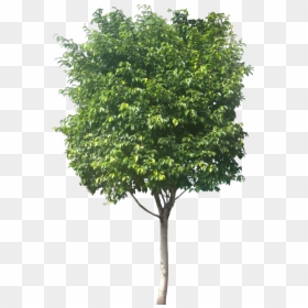 Ficus Tree Png, Transparent Png - photoshop trees plan png