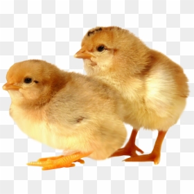 Clip Art Transparent Background Image - Baby Chick Transparent Background, HD Png Download - chicks png