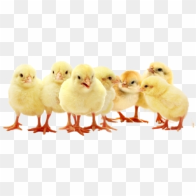 First Week Of Chickens Life, HD Png Download - chicks png