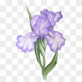 Transparent Iris Flower Png - Watercolor Flower Drawing Transparent, Png Download - flower stick png