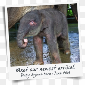 Indian Elephant, HD Png Download - indian baby png