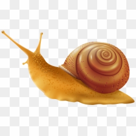 Snail Png Clip Art - Transparent Background Snail Clipart, Png Download - bollywood actress png