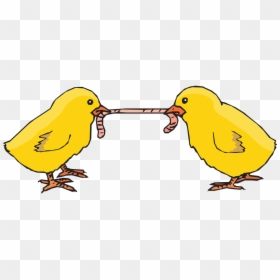 Chapter 18 1 Finding Order In Diversity, HD Png Download - chicks png