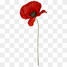 Poppy Long Stem - Transparent Background Poppy Png, Png Download - flower stick png