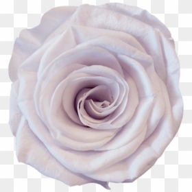 Lavender - Garden Roses, HD Png Download - flower top view png
