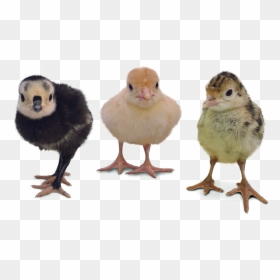 Transparent Baby Chicken Png - Types Of Turkey Chicks, Png Download - chicks png