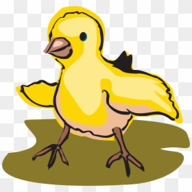 Transparent Baby Chicks Clipart - Baby Bird Walking Clipart, HD Png Download - chicks png