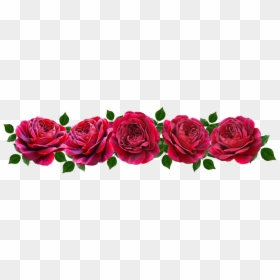 Flowers, Red, Roses, Romantic, Banner - Hybrid Tea Rose, HD Png Download - flower top view png