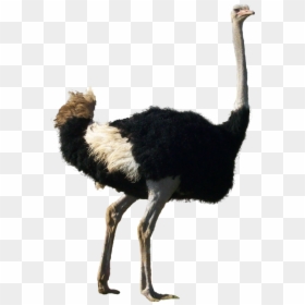 Ostrich Transparent Background - Omnivorous Animals Png, Png Download - chicks png