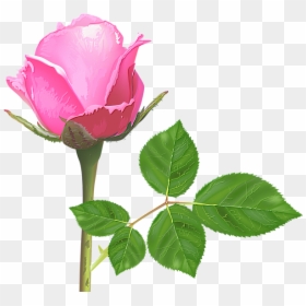 Light Pink Rose, Pink Rose Flower, Pink Roses, Rose - Single Pink Rose Flowers, HD Png Download - single flowers png