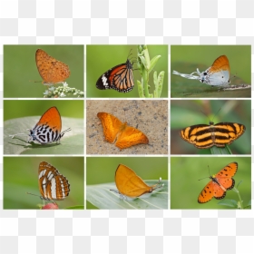 Butterflies Swarm Png, Transparent Png - butterflies swarm png