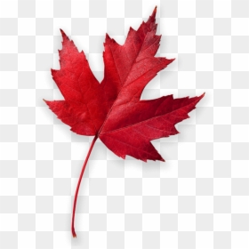 High Resolution Maple Leaf, HD Png Download - dry leaves falling png