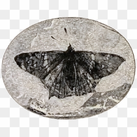 Prodryas Persephone, HD Png Download - butterflies swarm png