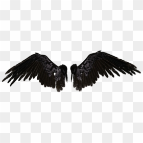 Crow Wings Png - Black Angel Wings Png, Transparent Png - wings png hd