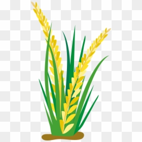 Field Clipart Rice Clip Arts For Download - Rice Plant Vector Png, Transparent Png - rice.png