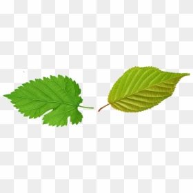 Siberian-elm - Green Sheet Png, Transparent Png - tulsi tree png