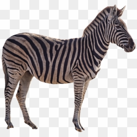 Zebra, HD Png Download - zebra png images