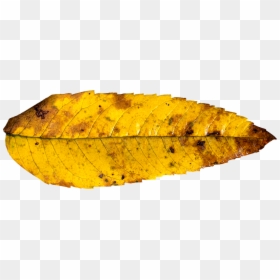 Leaf, Autumn, Fall, Autumn Leaf, Yellow, Gold, Colorful - Fall Leaf Yellow, HD Png Download - yellow leaf png