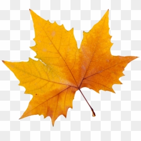 Yellow Maple Leaf Png, Transparent Png - yellow leaf png