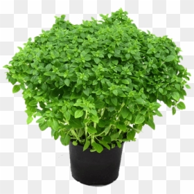 Holy Basil Transparent Background - Basil Photo Transparent, HD Png Download - tulsi tree png